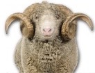 Merino Sheep for dog ecards