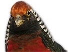 Male Golden Pheasant for dog ecards