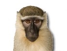 Monkey for dog ecards