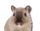 Mouse for dog ecards