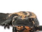 Laos Warty Newt for dog ecards