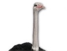 Ostrich for dog ecards