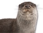 European Otter for dog ecards