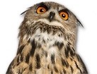 Owl for dog ecards