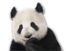 Panda Bear for dog ecards