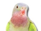 Parakeet for dog ecards