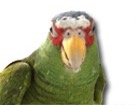 Parrot for dog ecards