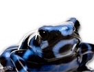 Poison Dart Frog for dog ecards