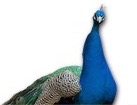Peacock for dog ecards