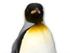 Penguin for dog ecards