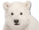 Polar Bear Cub for dog ecards