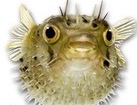 Porcupine Fish for dog ecards