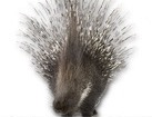 Porcupine for dog ecards
