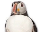 Puffin for dog ecards