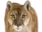 Puma for dog ecards