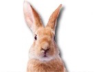 Bunny Rabbit for dog ecards