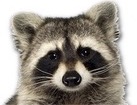Raccoon for dog ecards