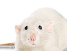 Rat for dog ecards