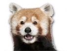 Red Panda for dog ecards