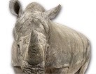 Rhinoceros for dog ecards