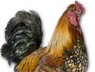 Rooster for dog ecards