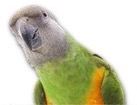Senegal Parrot for dog ecards