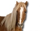 Shetland Pony for dog ecards