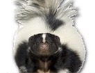 Skunk for dog ecards