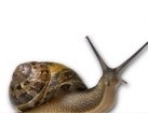 Snail for dog ecards