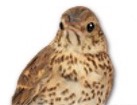 Song Thursh Bird for dog ecards