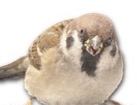 Sparrow for dog ecards