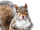 Squirrel for dog ecards