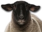 Suffolk Sheep for dog ecards