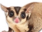 Sugar Glider for dog ecards