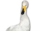 White Swan for dog ecards