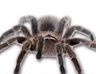 Tarantula for dog ecards