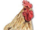 Thoroughbred White Cock for dog ecards