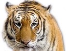 Tiger for dog ecards