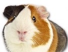 Tricolor Guinea Pig for dog ecards