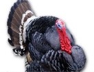Turkey for dog ecards