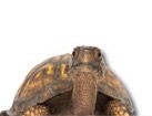 Turtle for dog ecards