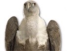 Griffon Vulture for dog ecards