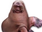 Walrus for dog ecards