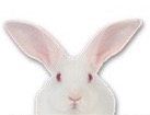 White Rabbit for dog ecards