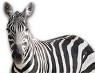Zebra for dog ecards