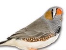 Zebra Finch for dog ecards